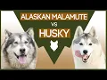 SIBERIAN HUSKY vs ALASKAN MALAMUTE What s The Difference