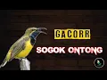 Download Lagu Masteran Sogok Ontong Gacor Jernih Full Nembak