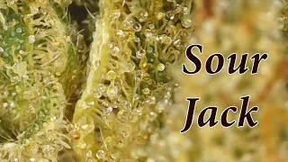 Strain Review - Sour Jack