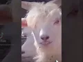 Lagu Sexy Goat