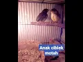 Download Lagu suara Anak Ciblek ribut  #shorts #ciblek #subscribe #burungciblek #kicaumania