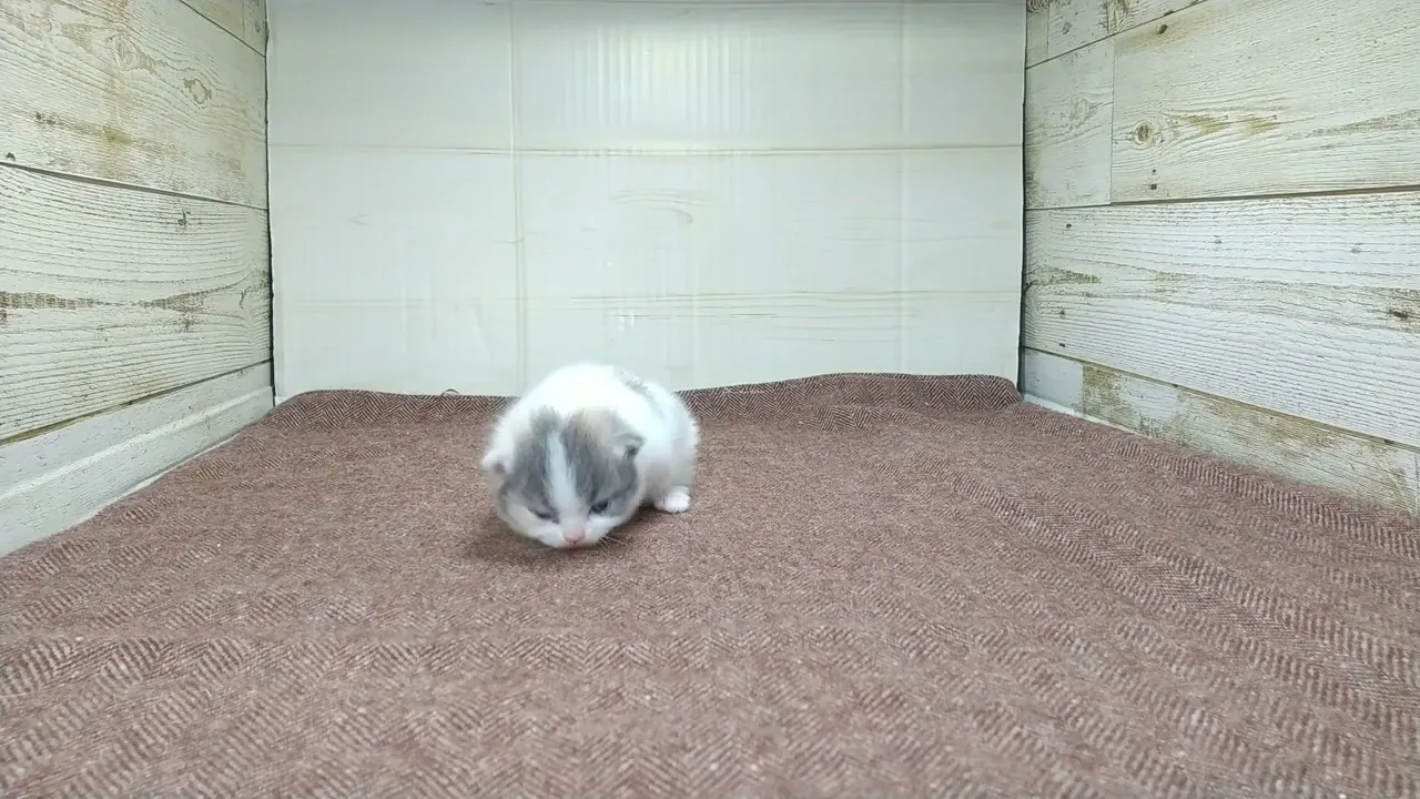 動画