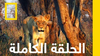 رعاية القطيع مليكا ملكة الأسود ناشونال جيوغرافيك أبوظبي 