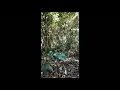 Download Lagu Pikat burung pelanduk dada putih menggunakan jaring/pukat !