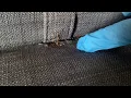 How to Prevent a Bed Bug Infestation in Your Home