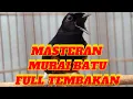 Download Lagu MASTERAN 2024 UNTUK BURUNG LOMBA FULL MATERI IDAMAN JURI