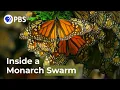 Lagu Watch a Breathtaking Monarch Butterfly Swarm