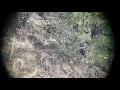 Download Lagu Coues deer kill shot slow motion