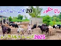 Download Lagu Rana Manzoor | 30 + Plus Cows for sale  | Top Quality Cows for sale | 15 July 2025