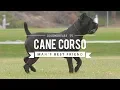 CANE CORSO MAN S BEST FRIEND