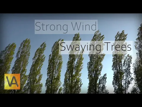 Download MP3 Strong Wind Blowing Through Trees (Natural White Noise/Relaxing Sound for Sleeping)