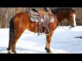 Ellie May-5yr old Quarter Pony Selling exclusively on Platinum Equine Auction