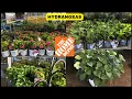 Home Depot Garden Center Hydrangeas Shop With Me