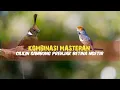 Lagu Kombinasi Masteran | Cililin Sambung Prenjak Betina Ngetir 