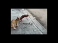 Download Lagu Sound meme kucing kepleset tiktok 2024 | kupunya satu mimpi kutanamkan di hati
