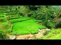 Download Lagu The Natural Beauty of Earth Pasundan.