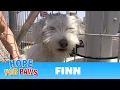 A homeless dog living on the railroad tracks gets rescued right before a train passes by