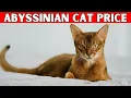Price of Abyssinian Cat How Much is an Abyssinian Cat