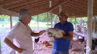Galinha caipira é bom negócioem pequenas propriedades