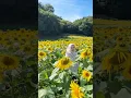 Download Lagu VIDEO IDEA IN FLOWER FIELD | ide video di taman bunga #shorts #videography