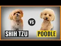 Poodle vs Shih Tzu - Which Is Better