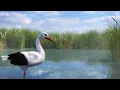 Lagu Flight for survival: the story of a stork's migration - 3D animated short film