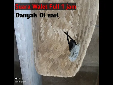 Download MP3 Suara Walet Full 1 Jam || th 2020 Sampai 1 juta view