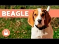 Beagle Dogs - History characteristics and training