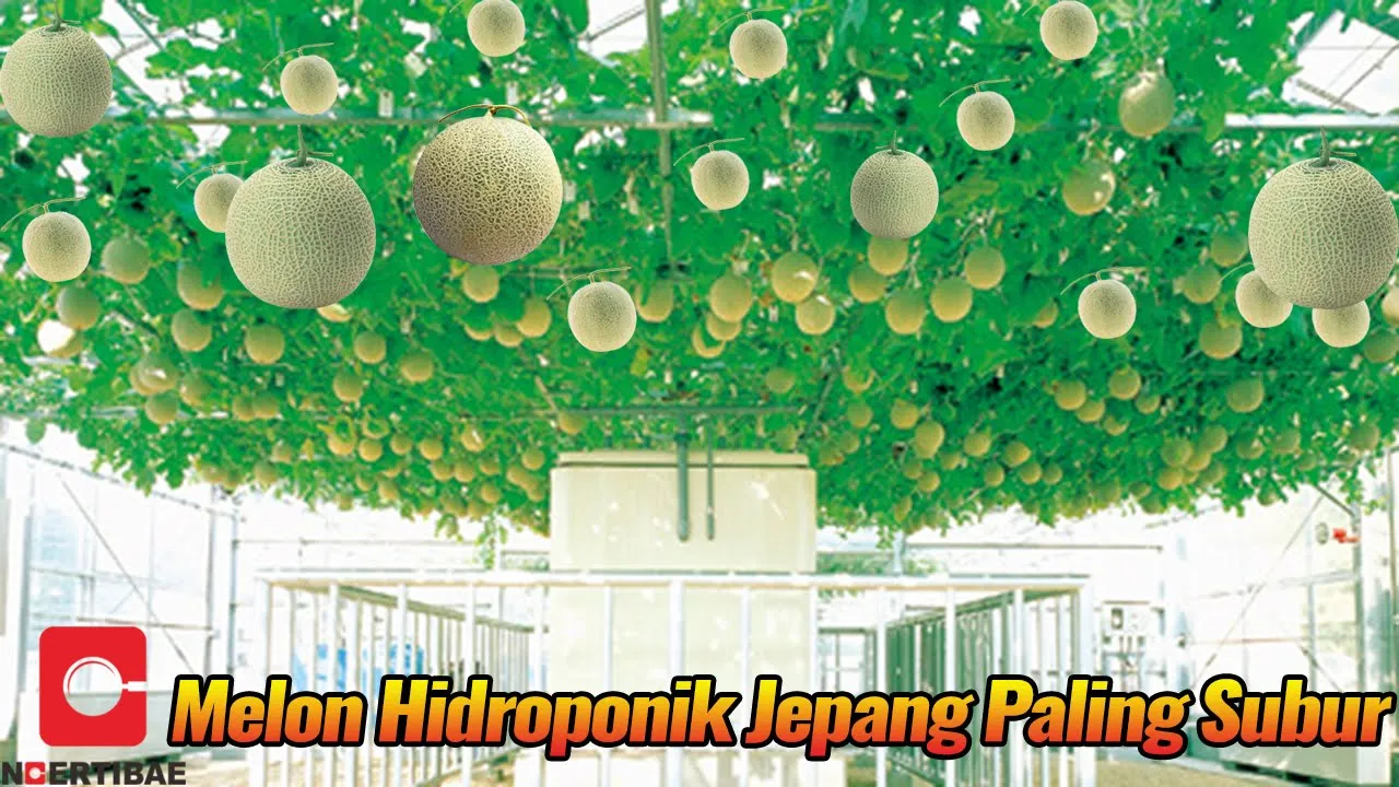 Outline Video Pertanian Melon Jepang Yang Mengagumkan Secara Hidroponik | Mari Kita Intip Prosesnya