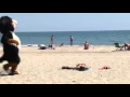 Lagu Pegadinha  do cachorro  na praia