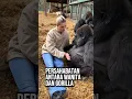 Download Lagu Mengejutkan, Kedekatan Tak Terduga: Persahabatan Antara Wanita dan Gorilla 😱