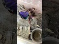 Download Lagu Pamphobeteus insignis (Colombia),Purple tarantula molting and maturing into an adult male