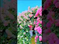 Download Lagu Phool to Phool Hai Aankhon Se Gire rahte hain #beautiful 😍✨❤love shayari❤️‍🩹#trending 🔥🔥#viralvideo