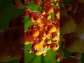 How Caterpillars Turn Into Butterflies