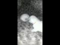 2 weeks old siamese kitten playing
