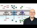 What are the Differences Between Simple Diffusion Facilitated Diffusion and Active Transport