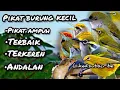 Download Lagu SUARA PIKAT BURUNG KECIL KEJEPIT PALING AMPUH | PIKAT SEMUA JENIS BURUNG KECIL LIAR