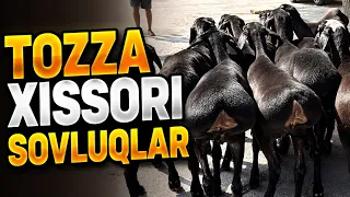 ARZON SOVLUQLAR VA QOCHQORLAR SHOSHILING KAM 👍👍👍