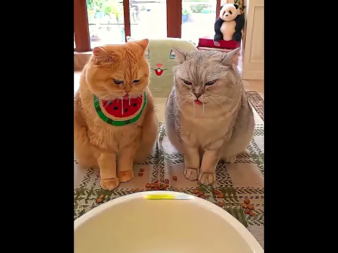 La chica comía comida de gato 🐱