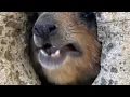 Awawa song #hyrax