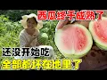 Download Lagu 西瓜终于成熟了，按照专业的方式摘西瓜，瓜田大部分的西瓜都坏了，太可惜！