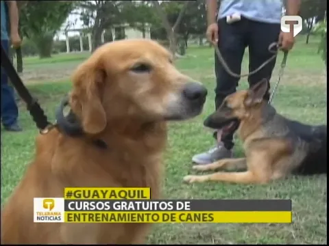Cursos gratuitos de entrenamiento de canes