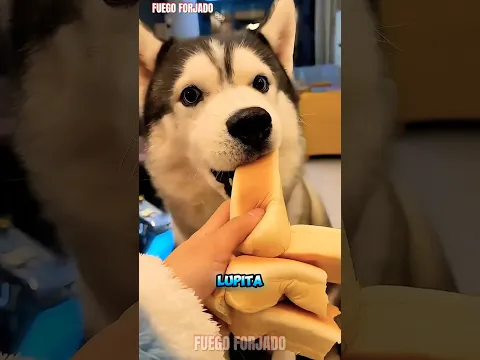 ¡Consentí a mis mascotas con este banquete increíble! 😍🍞