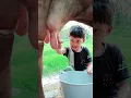 Download Lagu choti choti gaiya