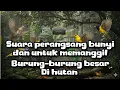 Download Lagu Burung-burung besar di hutan | suara perangsang bunyi dan untuk memanggil burung | TOKCER