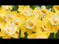 Afterglow a poem for funerals - author unknown read by Ben W Smith