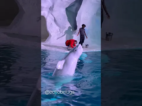 Trying to understand why beluga vspins are as commonplace as they are 🤔