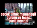 Lagu suara lb untuk memanggil lb yang lepas/suara pikat.