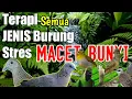 Download Lagu Seruling Sunda di sertai gemericik air sungai dengan anggungan perkutut dan tekukur