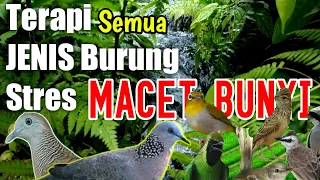 seruling sunda di sertai gemericik air sungai dengan anggungan perkutut dan tekukur